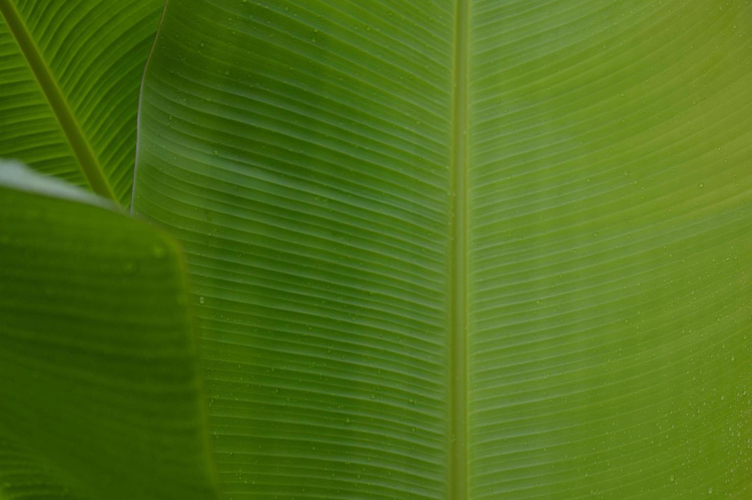 water droplets on green banana leaf  Used to design backgrounds and wallpapers.  Banner ads on website pages  exhibition background photo