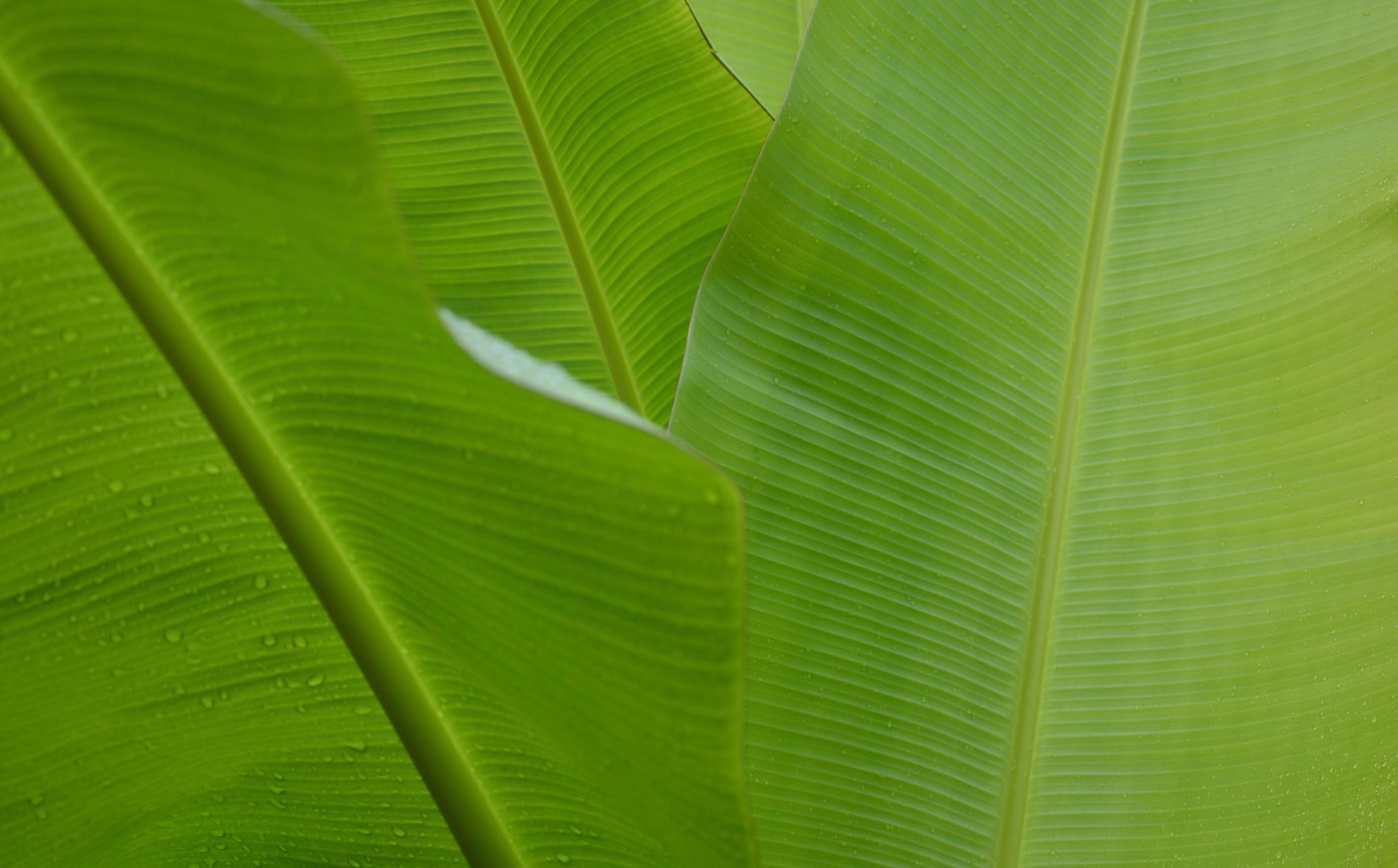 water droplets on green banana leaf Used to design backgrounds and  wallpapers. Banner ads on website pages exhibition background 11871776  Stock Photo at Vecteezy