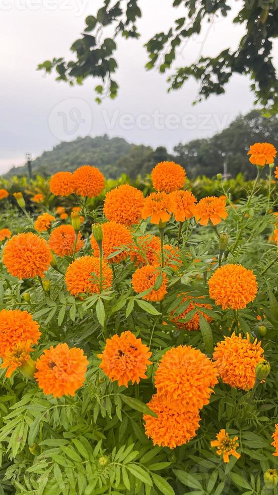 flores de caléndula y primer plano de flores de caléndula naranja y follaje natural en thailad foto