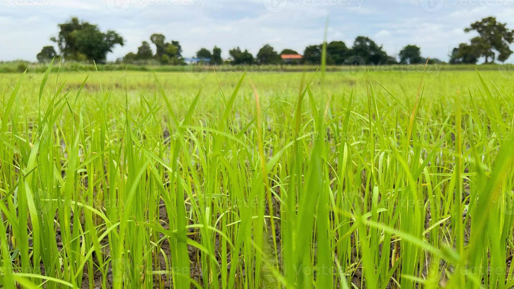 Asian Rice field working on Field in Ayutthaya Thailand photo