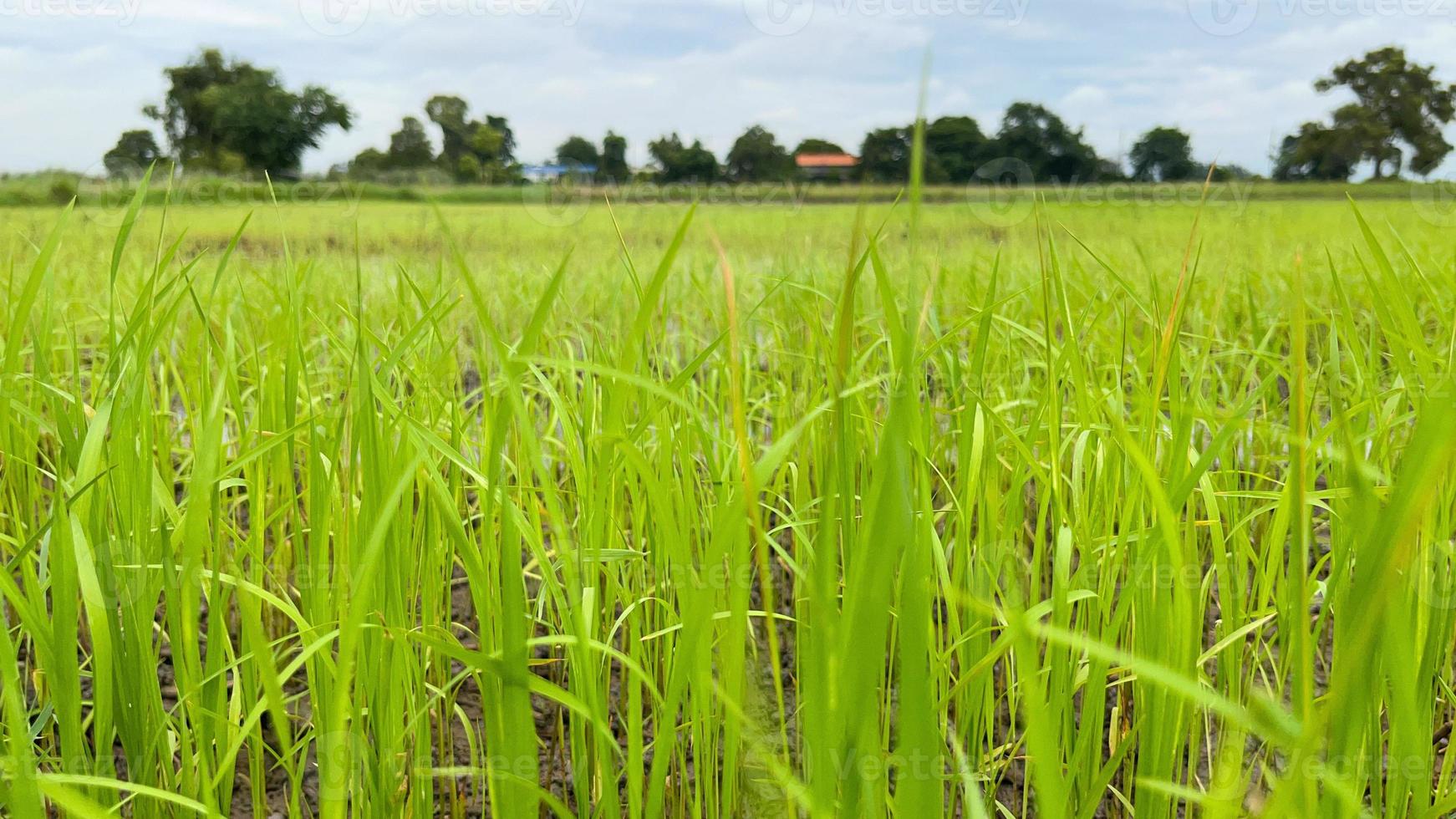 campo de arroz asiático trabajando en el campo en ayutthaya tailandia foto