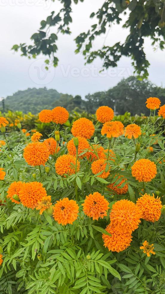 flores de caléndula y primer plano de flores de caléndula naranja y follaje natural en thailad foto