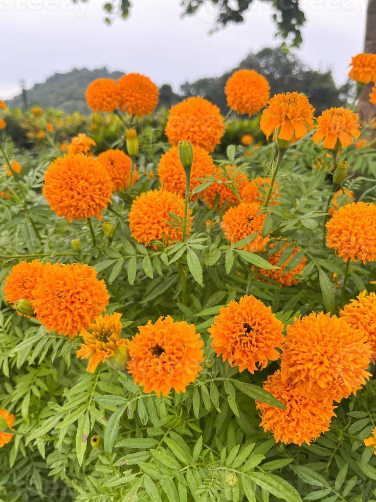 flores de caléndula y primer plano de flores de caléndula naranja y follaje natural en thailad foto