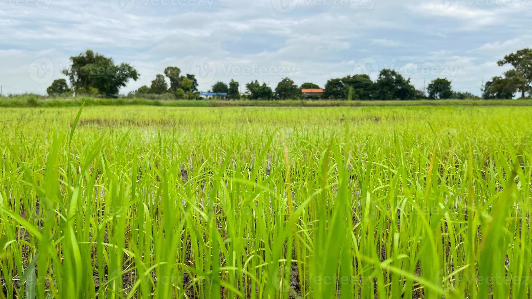 Asian Rice field working on Field in Ayutthaya Thailand photo