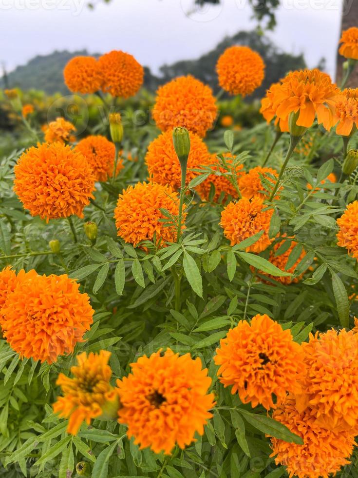 marigold flowers and Closeup of orange marigold flowers and foliage natural in Thailad photo