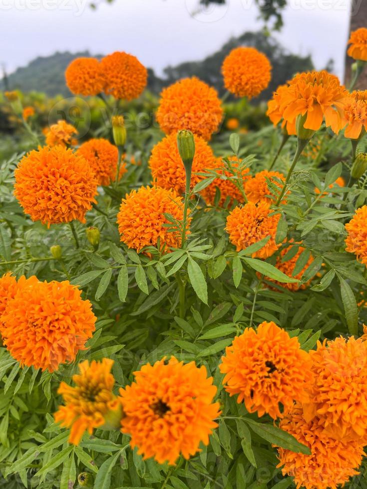 flores de caléndula y primer plano de flores de caléndula naranja y follaje natural en thailad foto