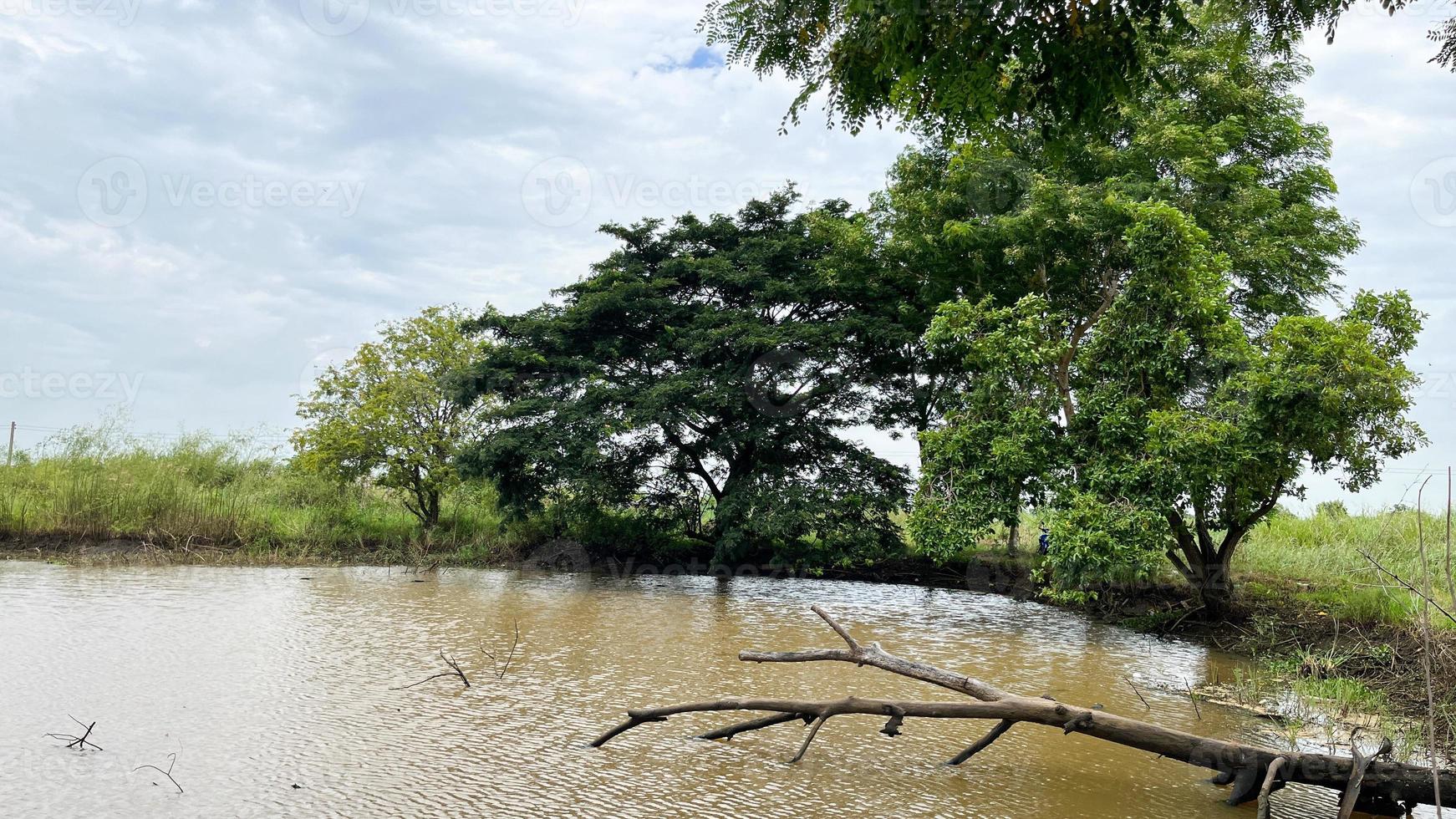 Rice field and water well with great atmosphere in Ayutthaya Thailand photo