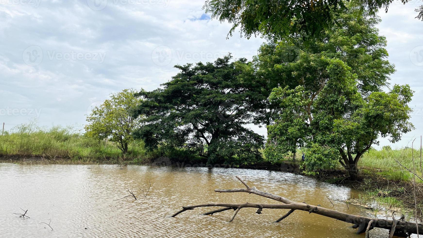 campo de arroz y pozo de agua con gran ambiente en ayutthaya tailandia foto