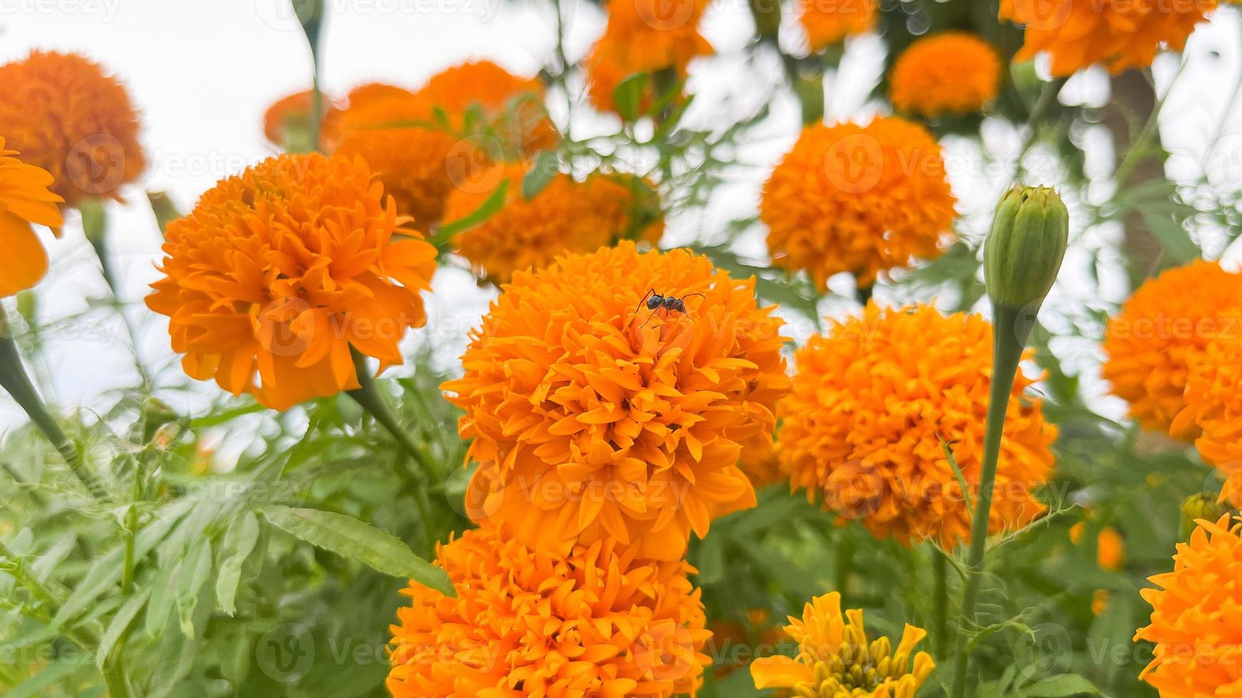 flores de caléndula y primer plano de flores de caléndula naranja y follaje natural en thailad foto