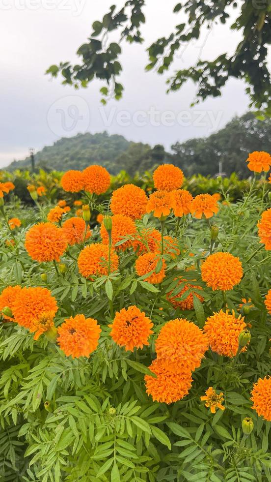 marigold flowers and Closeup of orange marigold flowers and foliage natural in Thailad photo