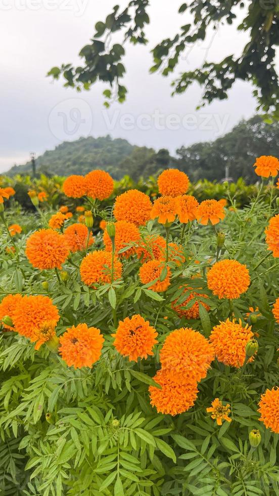 flores de caléndula y primer plano de flores de caléndula naranja y follaje natural en thailad foto