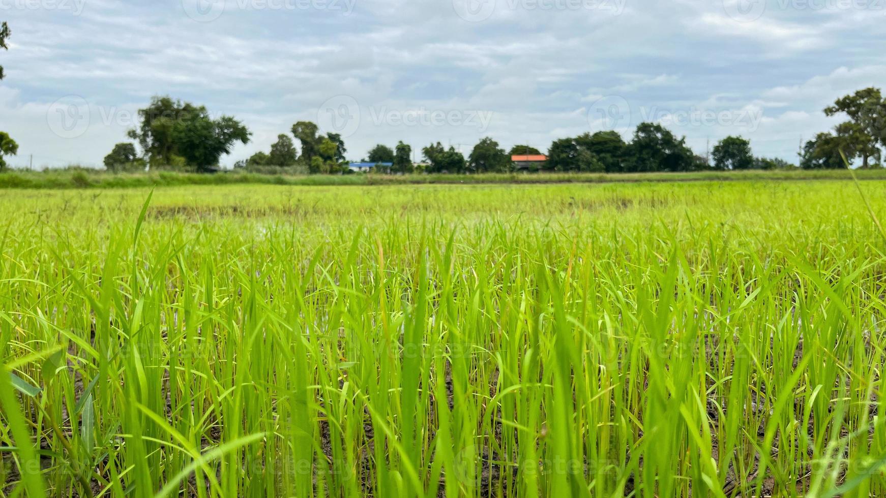 Asian Rice field working on Field in Ayutthaya Thailand photo