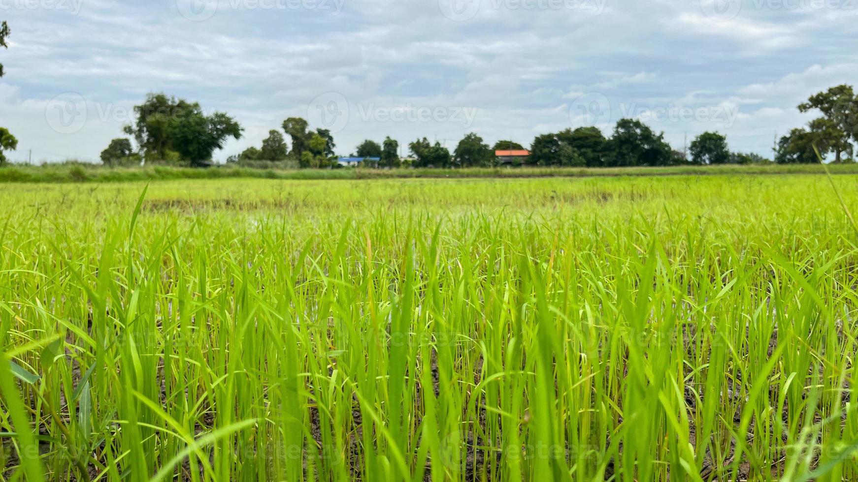 campo de arroz asiático trabajando en el campo en ayutthaya tailandia foto