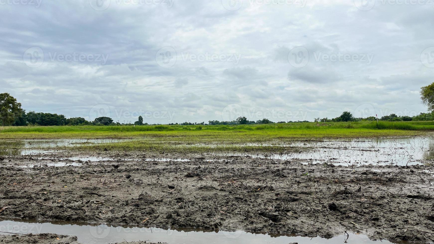 café de campo de arroz con gran ambiente en ayuttaya tailandia foto