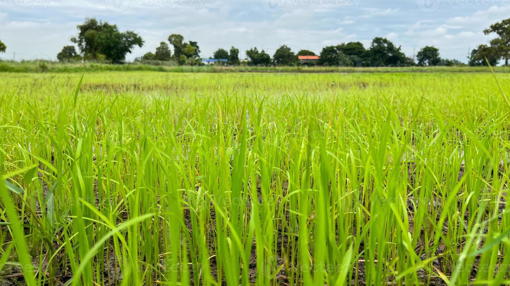Asian Rice field working on Field in Ayutthaya Thailand photo