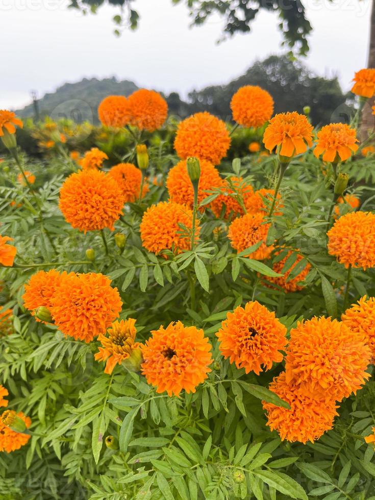 marigold flowers and Closeup of orange marigold flowers and foliage natural in Thailad photo