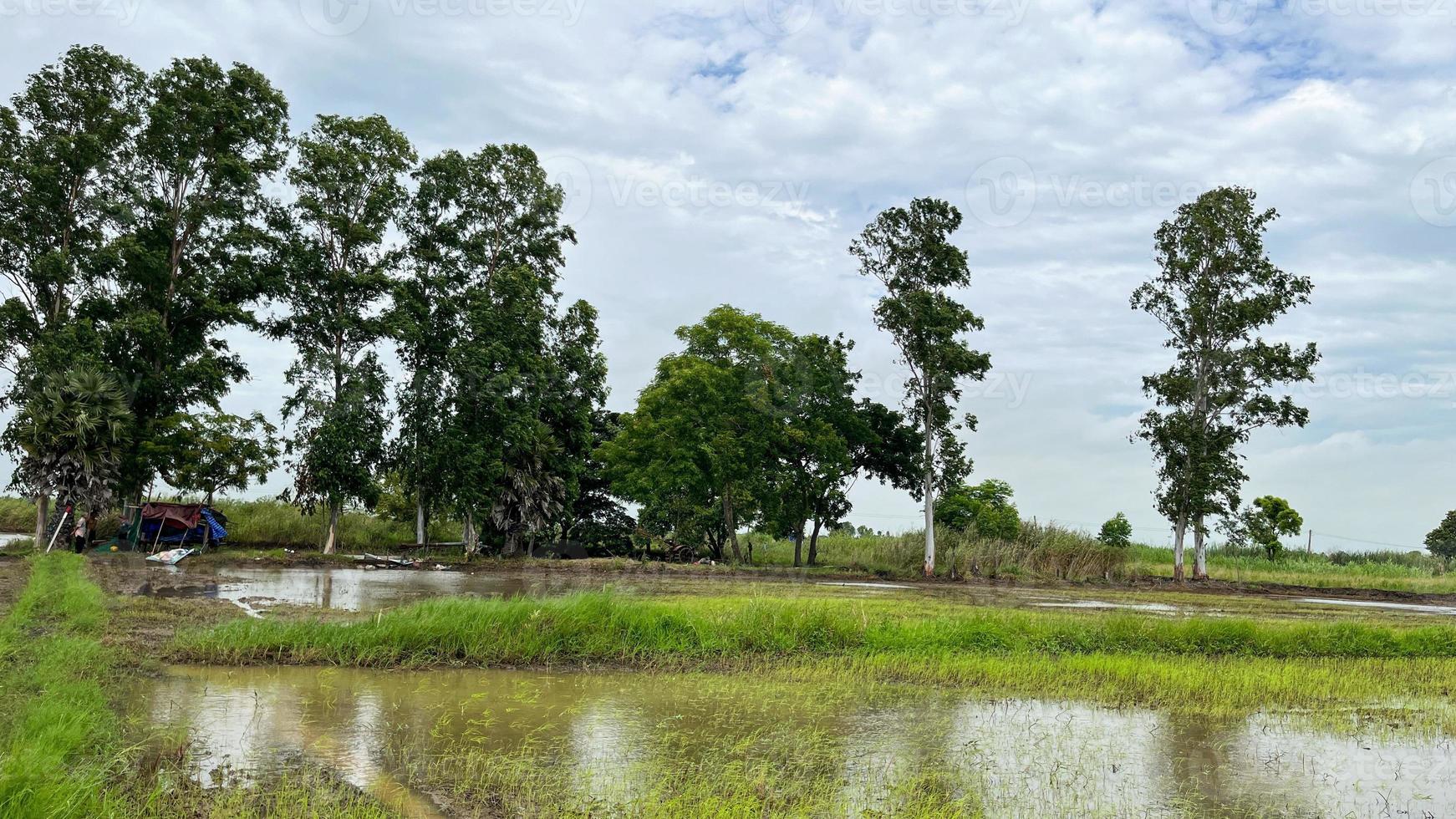 campo de arroz y pozo de agua con gran ambiente en ayutthaya tailandia foto