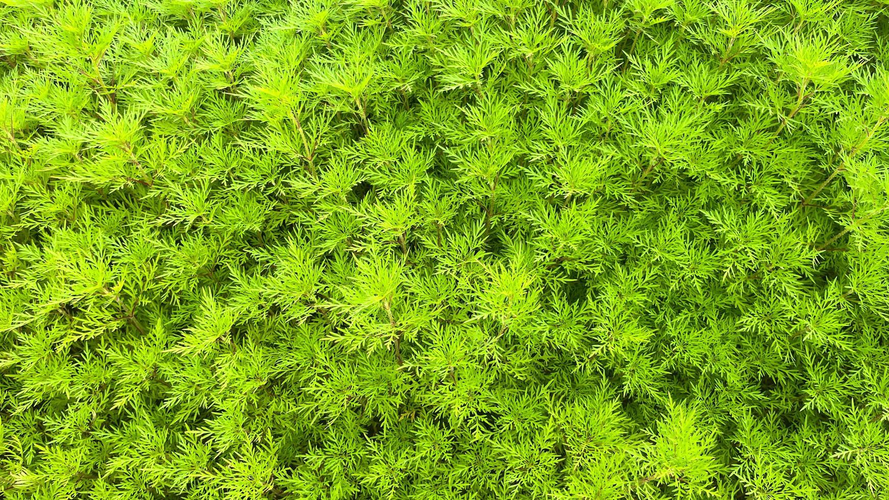 green on grass photo