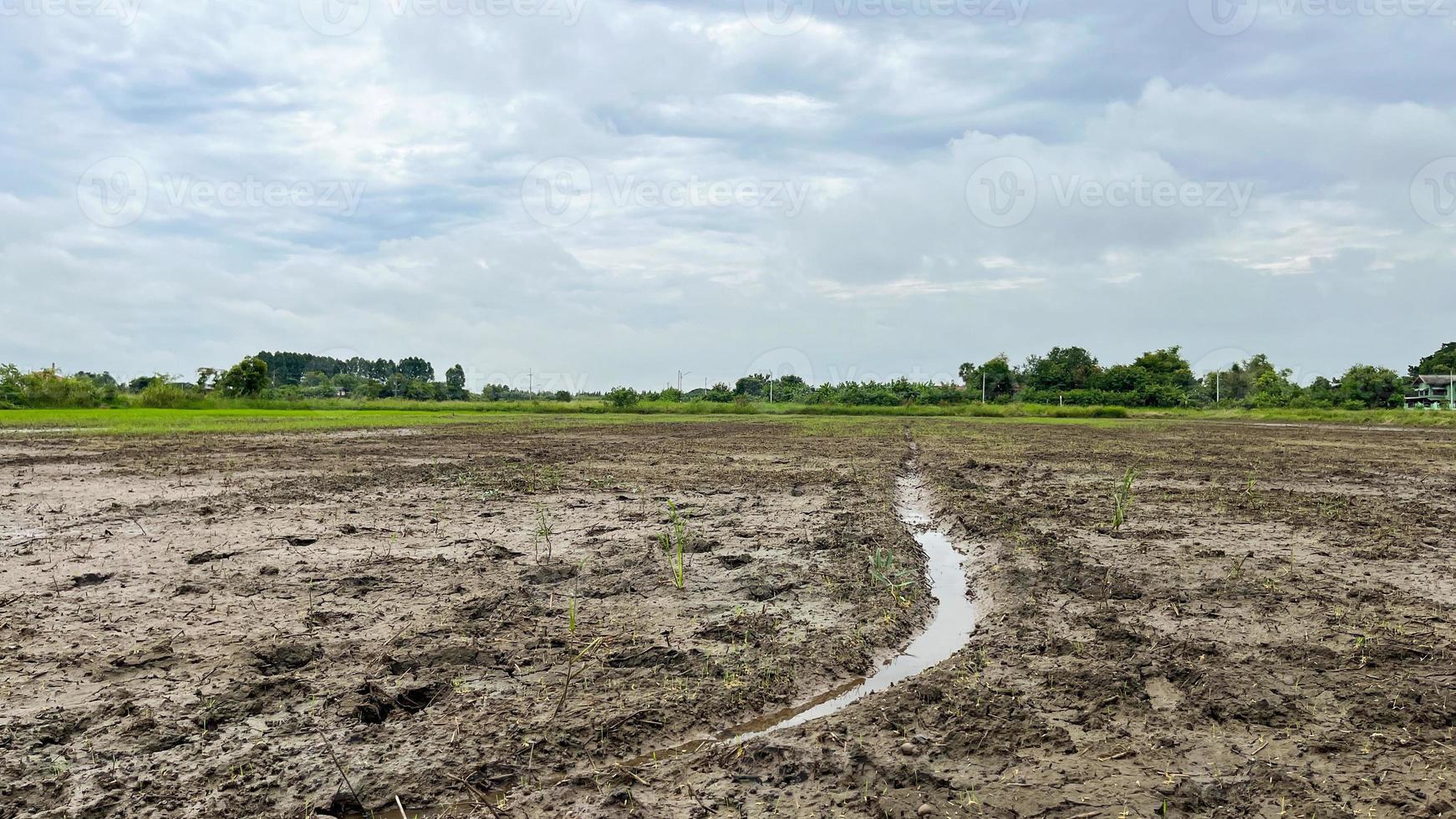 café de campo de arroz con gran ambiente en ayuttaya tailandia foto