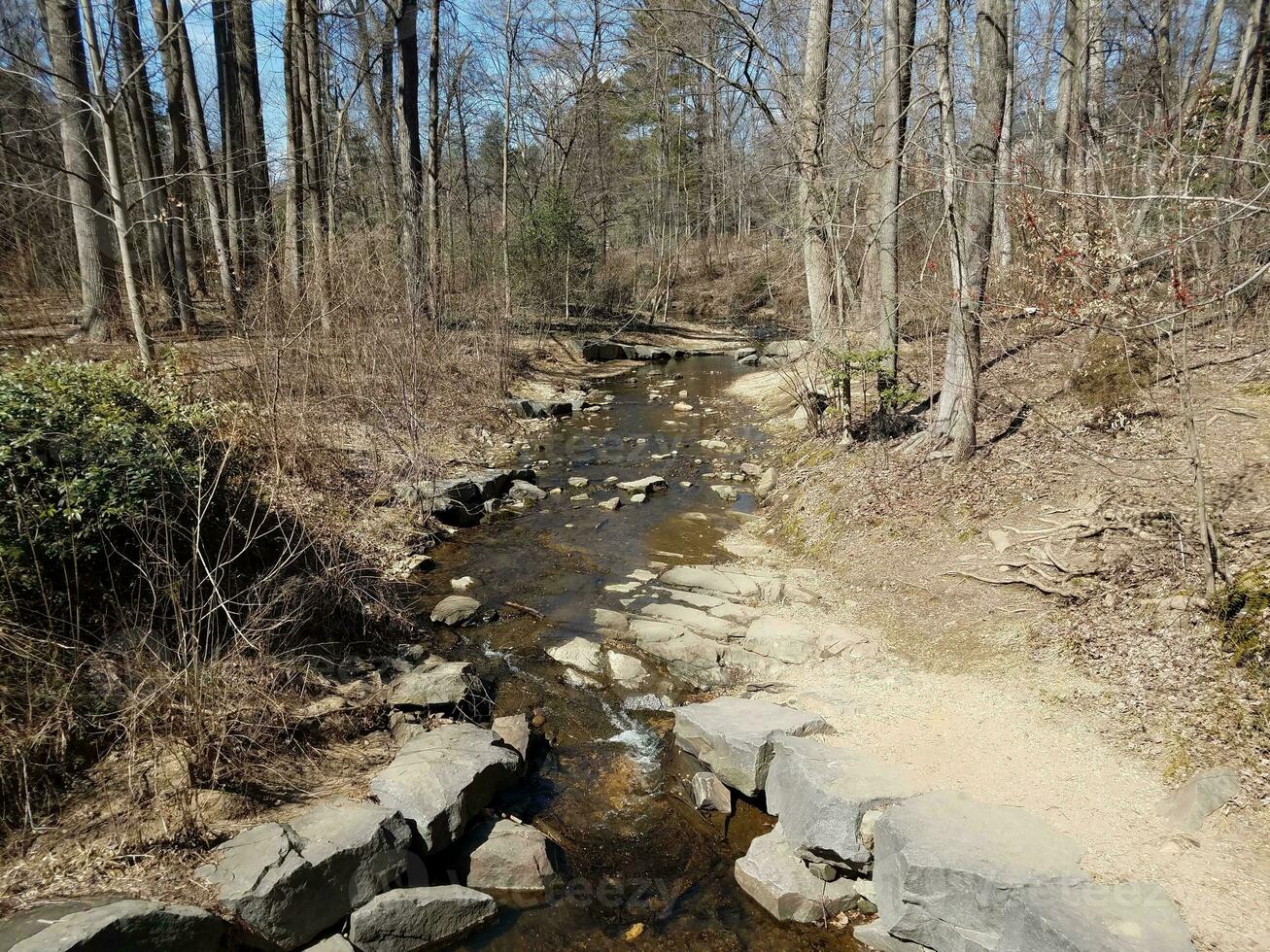 small creek or stream in the forest or woods photo