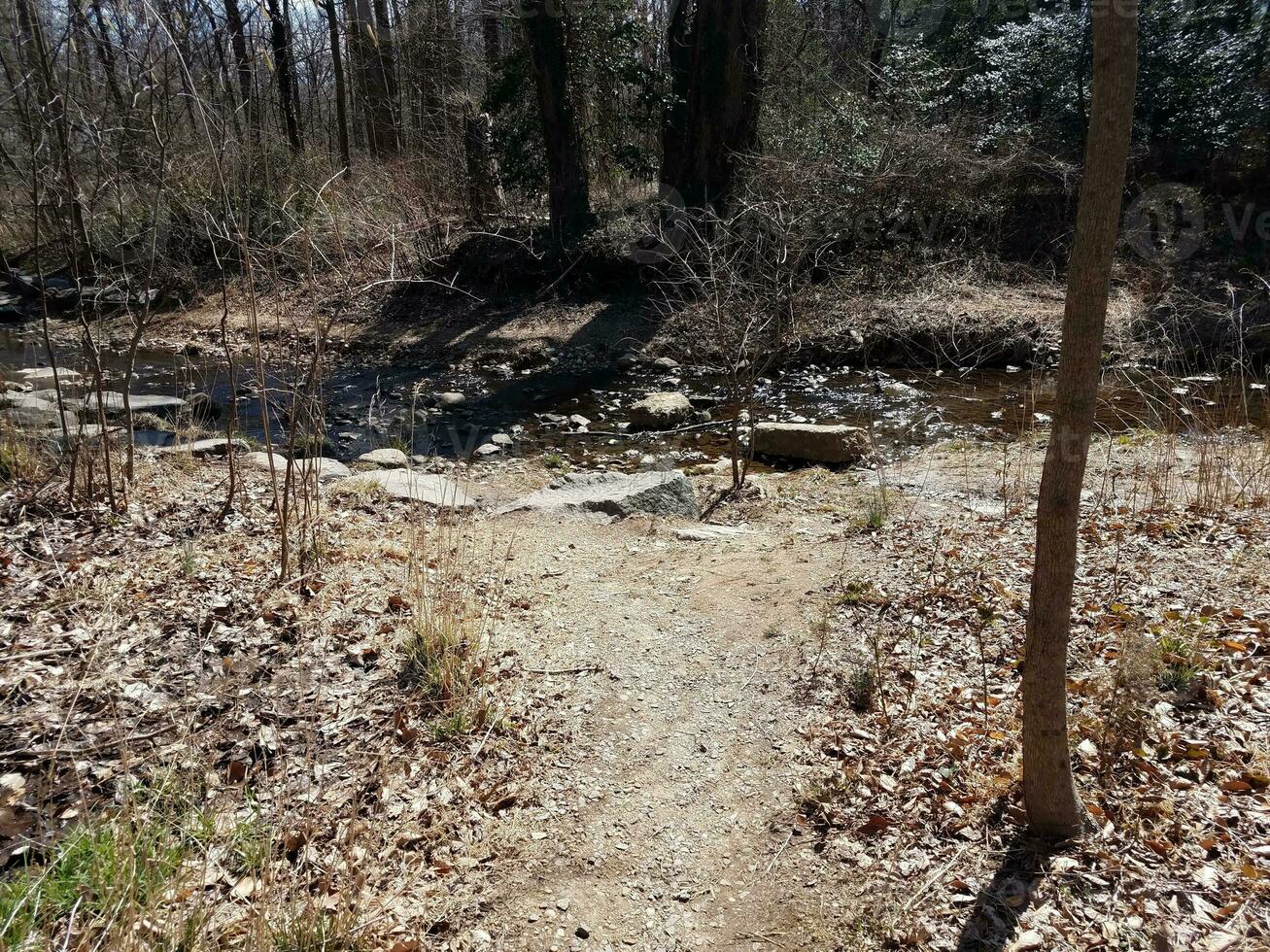 small creek or stream in the forest or woods photo