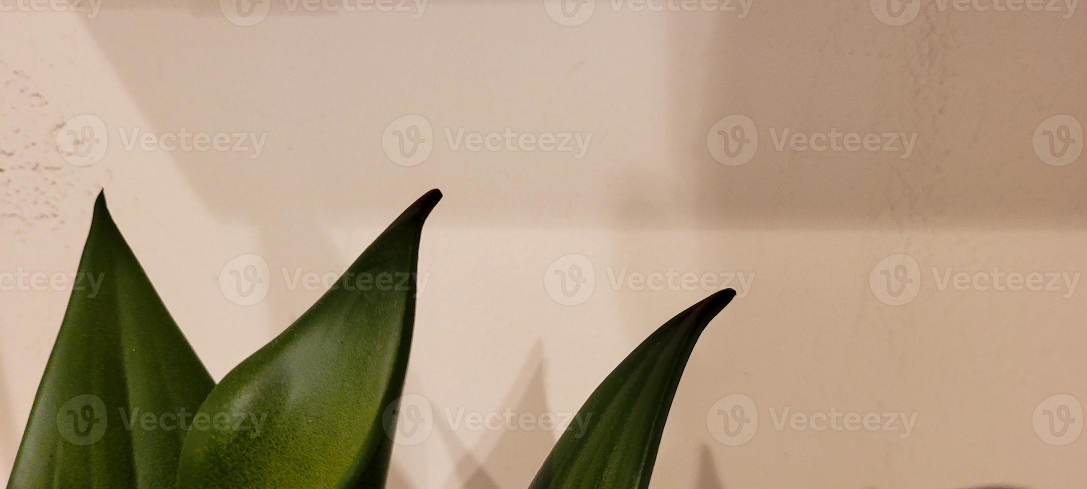 green fern minimalist tropical background with white background photo