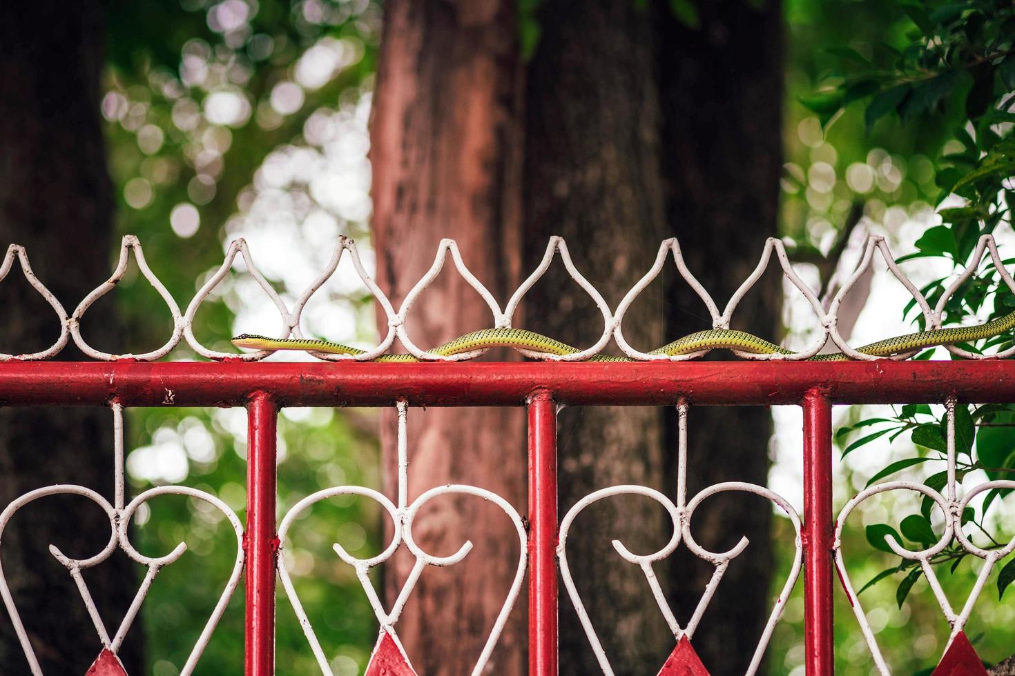 A green snake is slithering on a red iron wall against a beautiful bokeh light background. photo