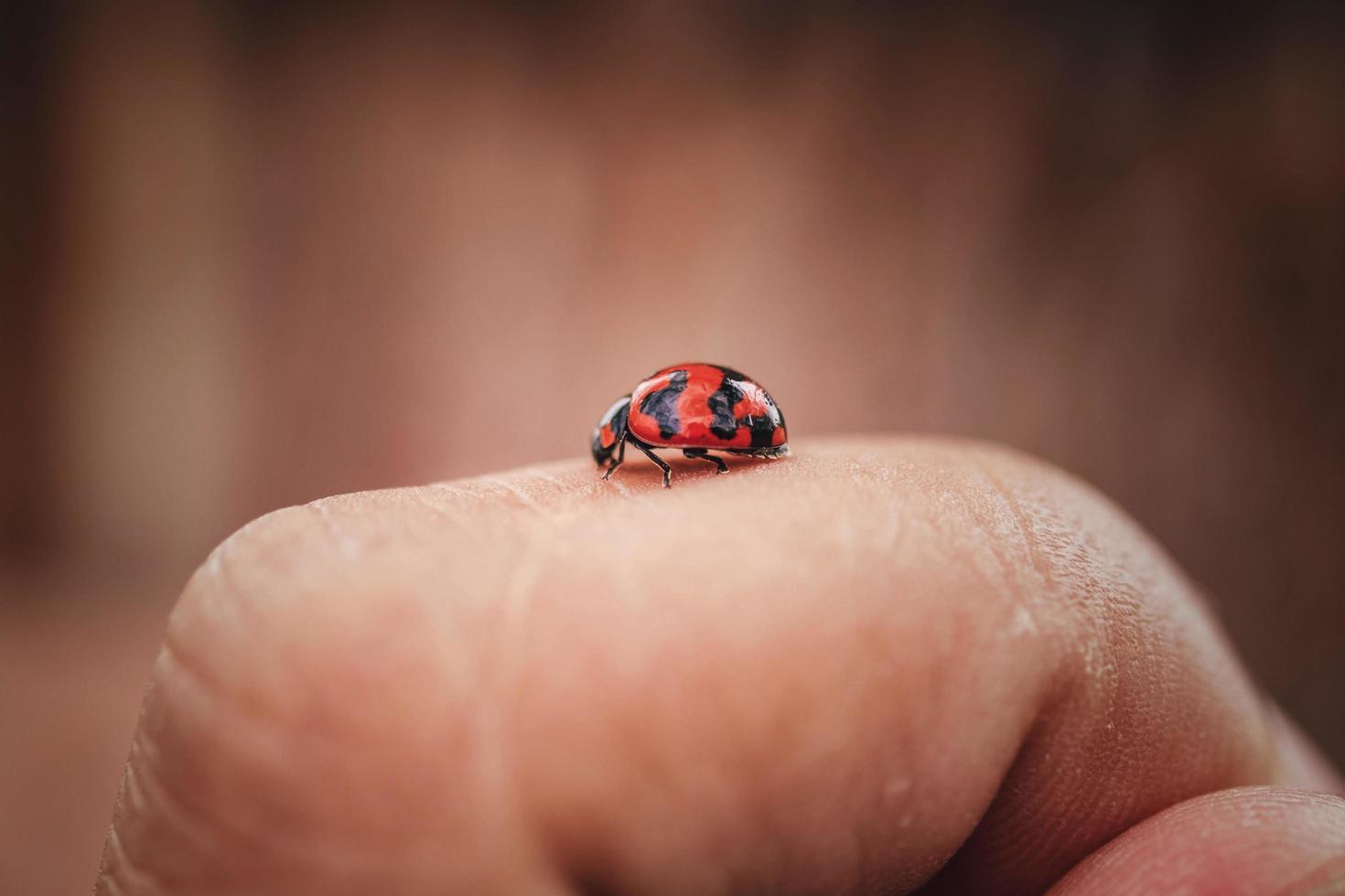 Close-up shot of a ladybug perched on a finger against a blurred background. photo