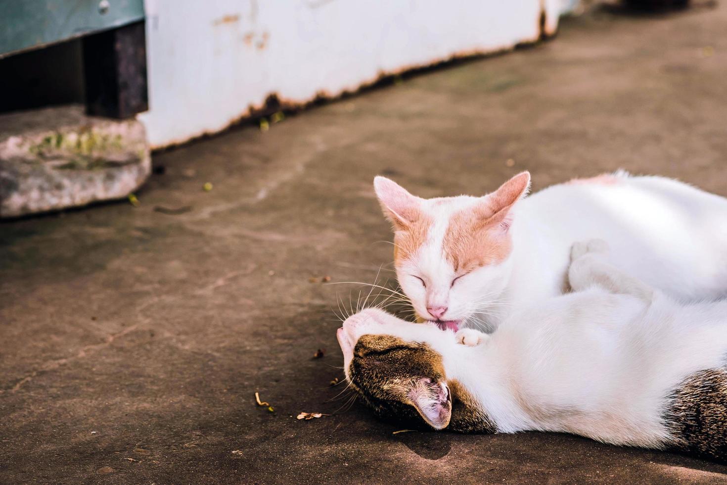 Two stray cats are teasing each other on the concrete road and the blurry space. photo