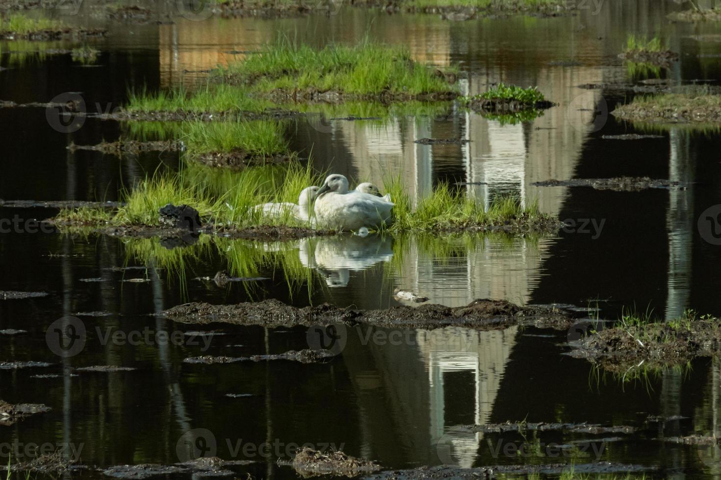 ducks on an island in the middle of the lake, with a beautiful reflection photo