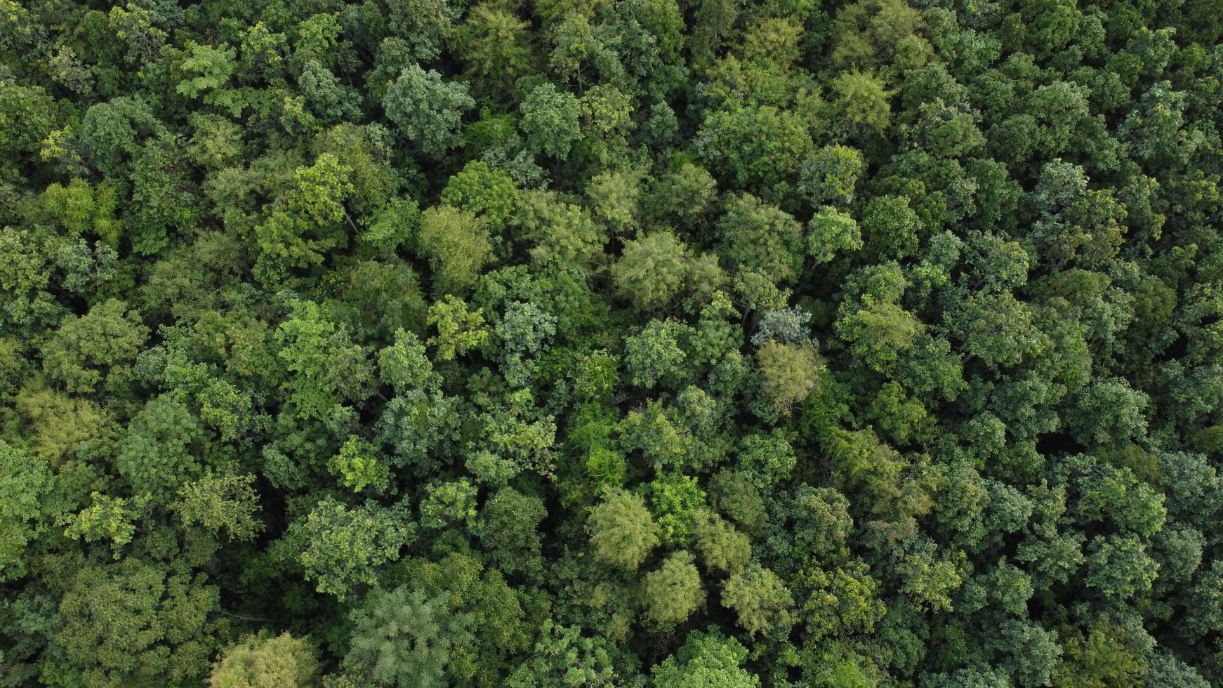 Beautiful aerial view to road with moutains and forest captured from above photo
