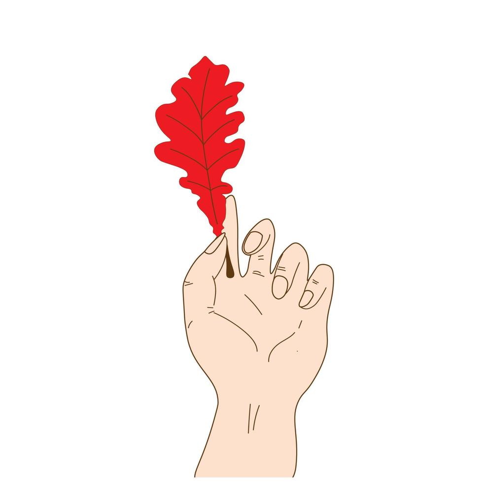 Hand holding red oak leaf. Autumn fallen leaf. Isolated in white background. For decoration autumn vector
