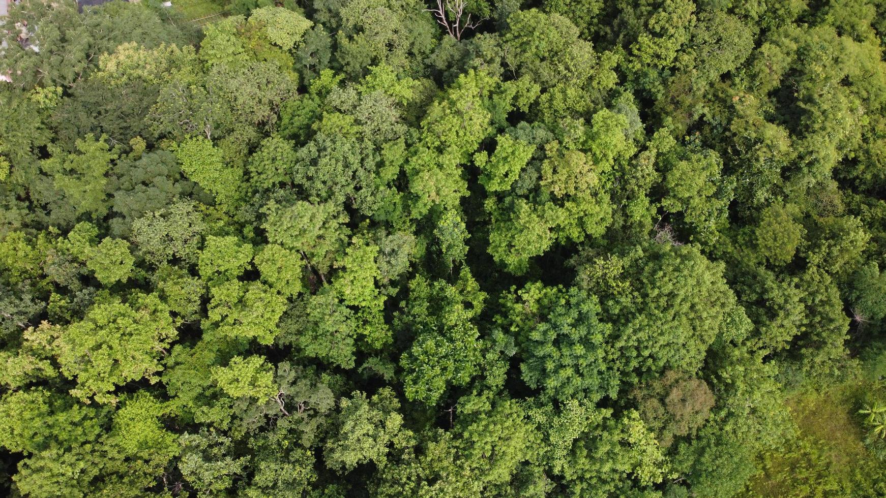Beautiful aerial view to road with moutains and forest captured from above, photo