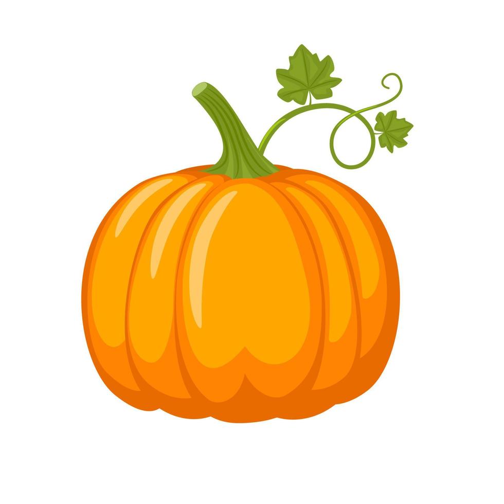 calabaza naranja. símbolo de otoño. ilustración vectorial aislado sobre fondo blanco. vector