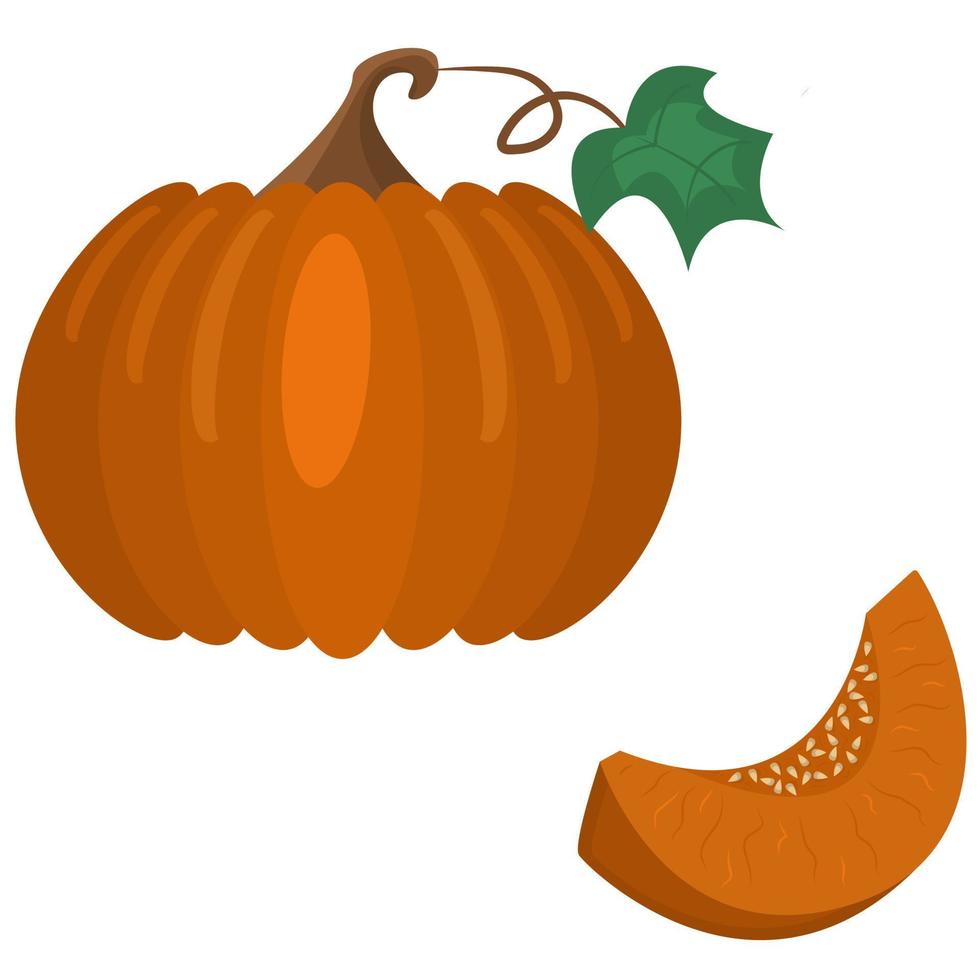 calabaza grande y un trozo de ella. calabaza naranja en rodajas con semillas. ilustración vectorial vegetal. diseño de cosecha de otoño para banners de halloween y acción de gracias vector