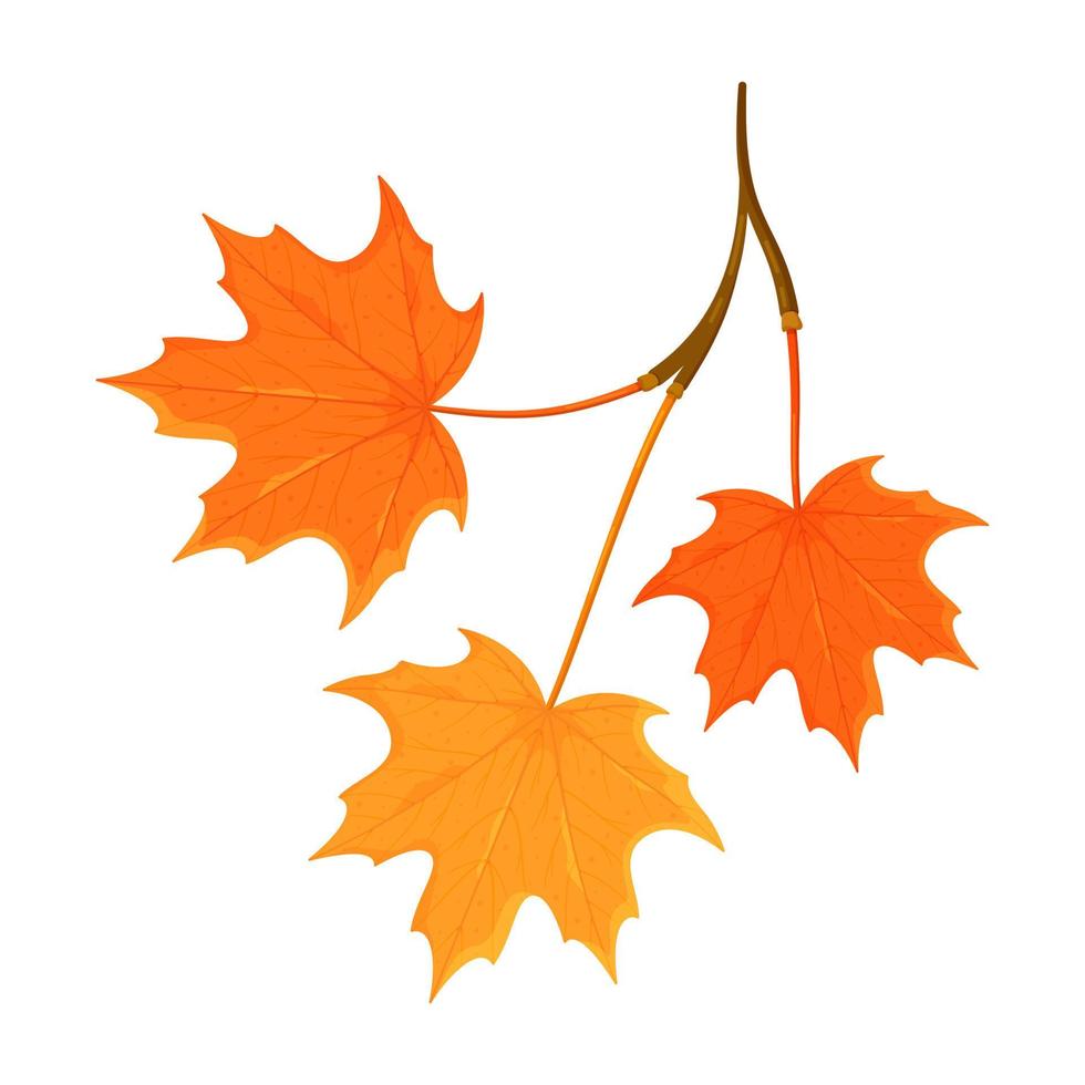 Vector illustration of a branch of maple leaves isolated on a white background. Golden Autumn. Beautiful leaves.