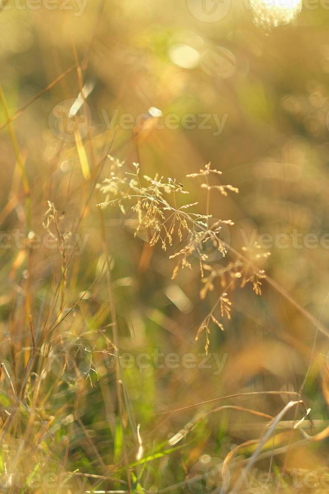 hierba dorada bajo el sol de otoño, fondo de temporada de otoño. tiro vertical. hierba amarilla, enfoque selectivo. flores silvestres en el prado durante la puesta de sol. foto