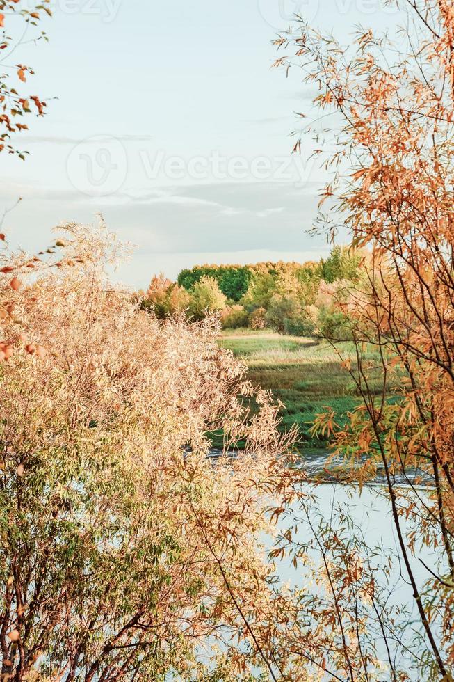 calm and peaceful autumn view to a river and fall forest. golden leaves, vertical shot. autumn season in siberia photo