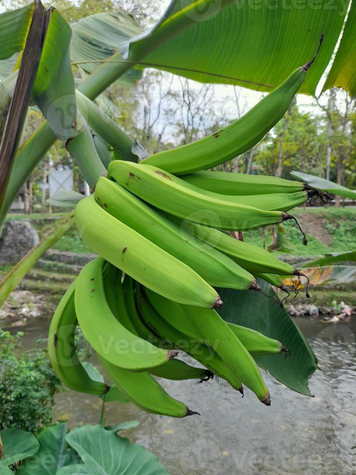 Plátano fresco sin madurar, fondo verde de frutas tropicales cosechadas, primer plano foto