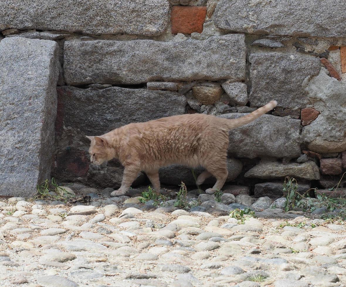 orange tabby cat photo
