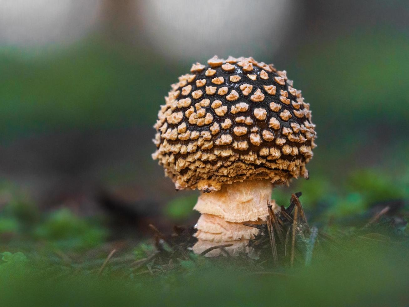 Panther cap in forest photo