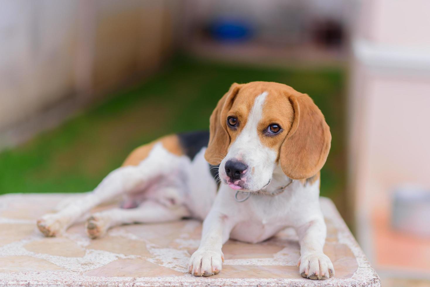 Cute beagle puppies. Happy beagle dog relaxing looking sleepy and sitting on the white marble table at home outside. Animals mamal dog concept. photo