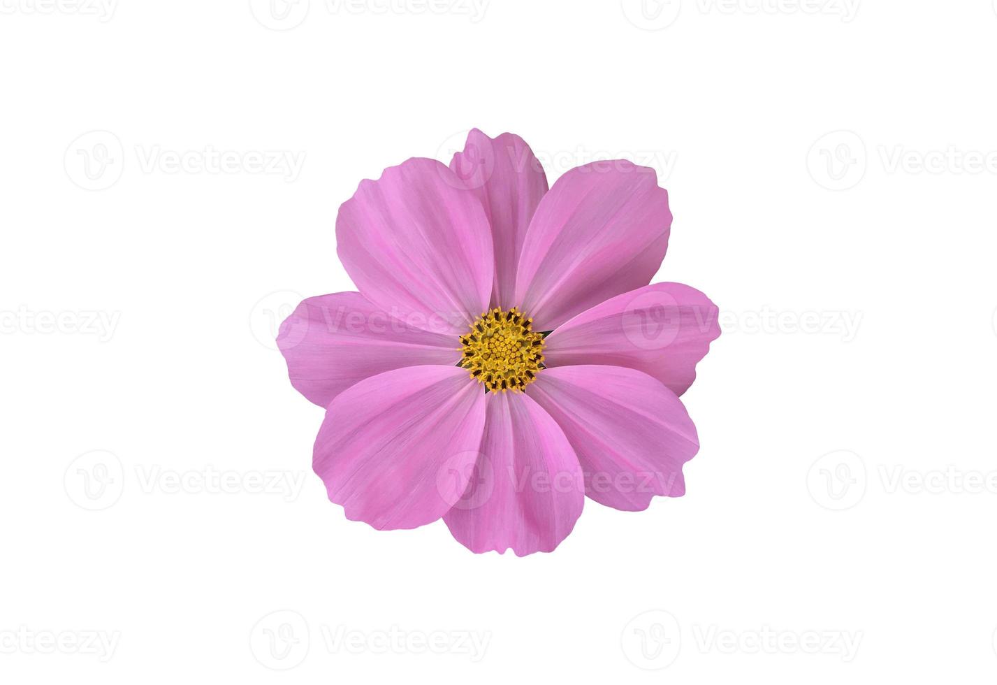 Isolated pink cosmos flower with clipping paths. photo