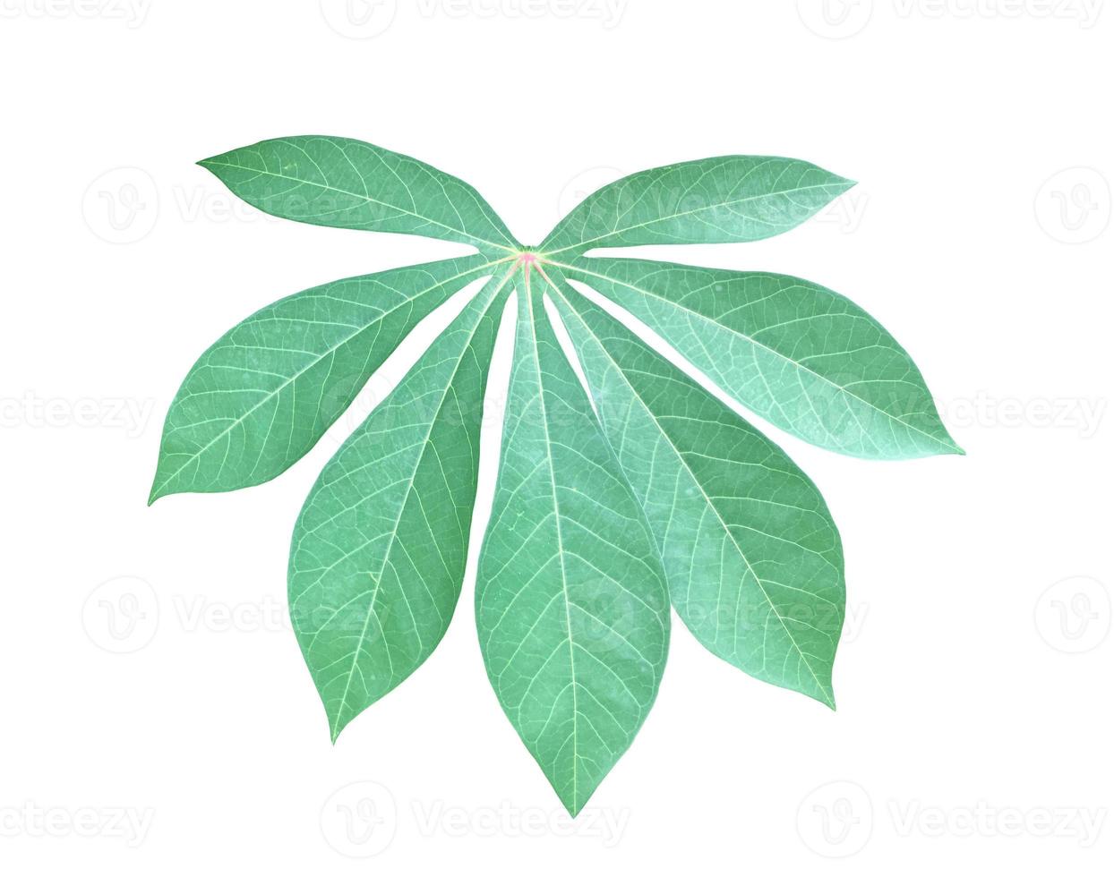 Isolated cassava or tapioca leaf with clipping paths. photo