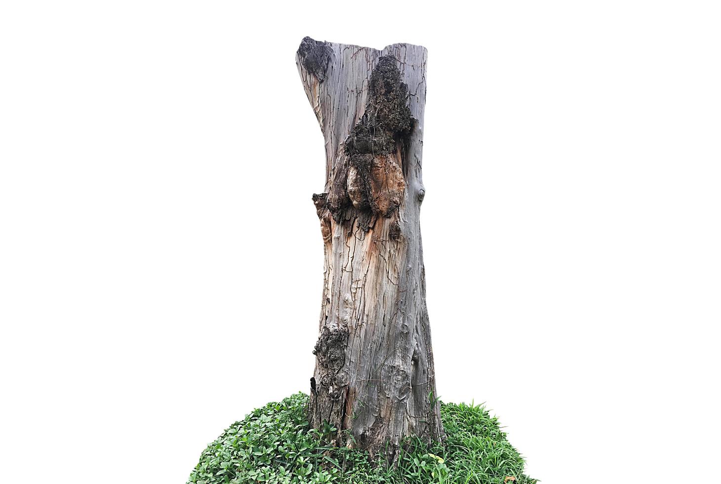 Isolated dead trunk with clipping paths. photo