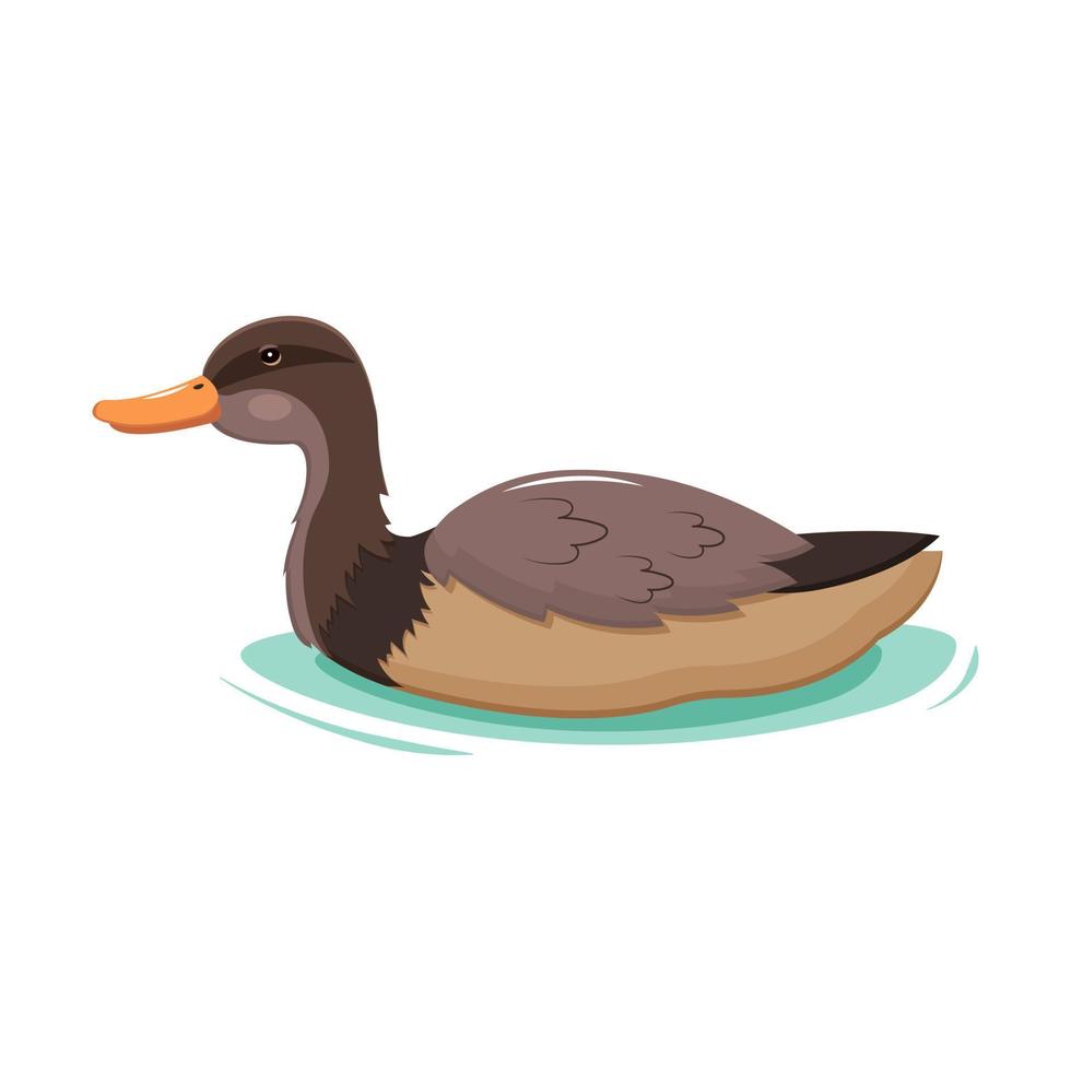 Brown mallard duck isolated on white. Waterfowl. Vector illustration of pond animal