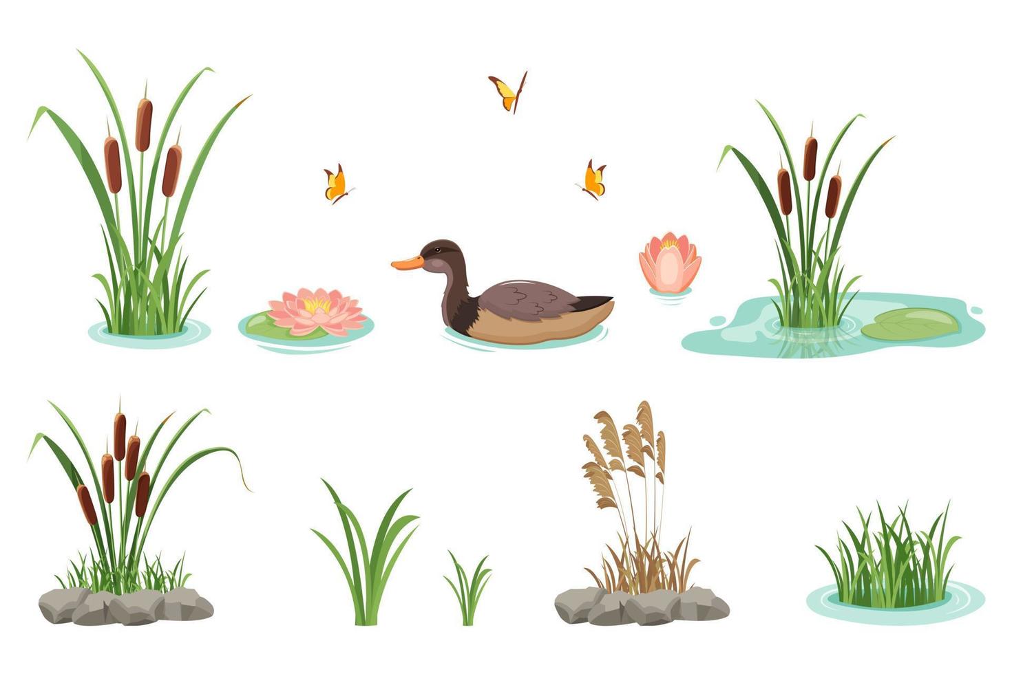 Reeds with grass and water lilies isolated on white background. Wild swimming duck. Lake cattail. vector