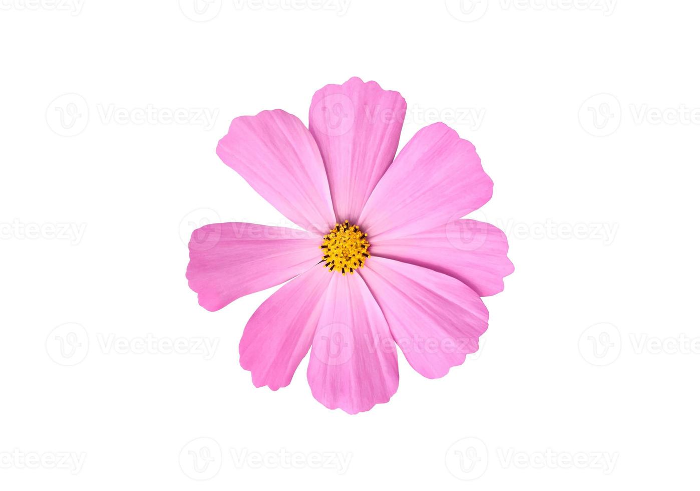 Isolated pink cosmos flower with clipping paths. photo