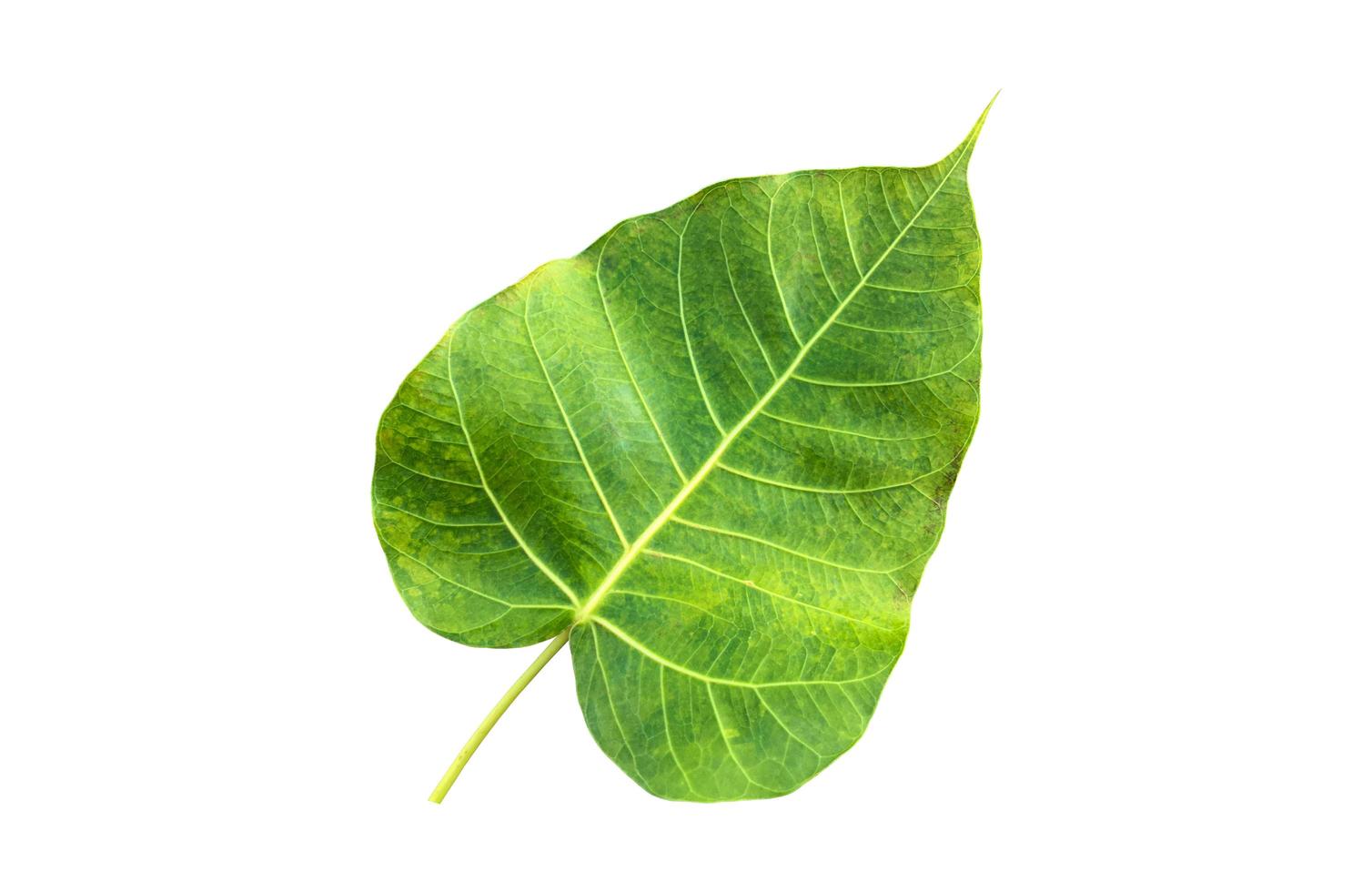 Isolated ficus religiosa leaf with clipping paths. photo