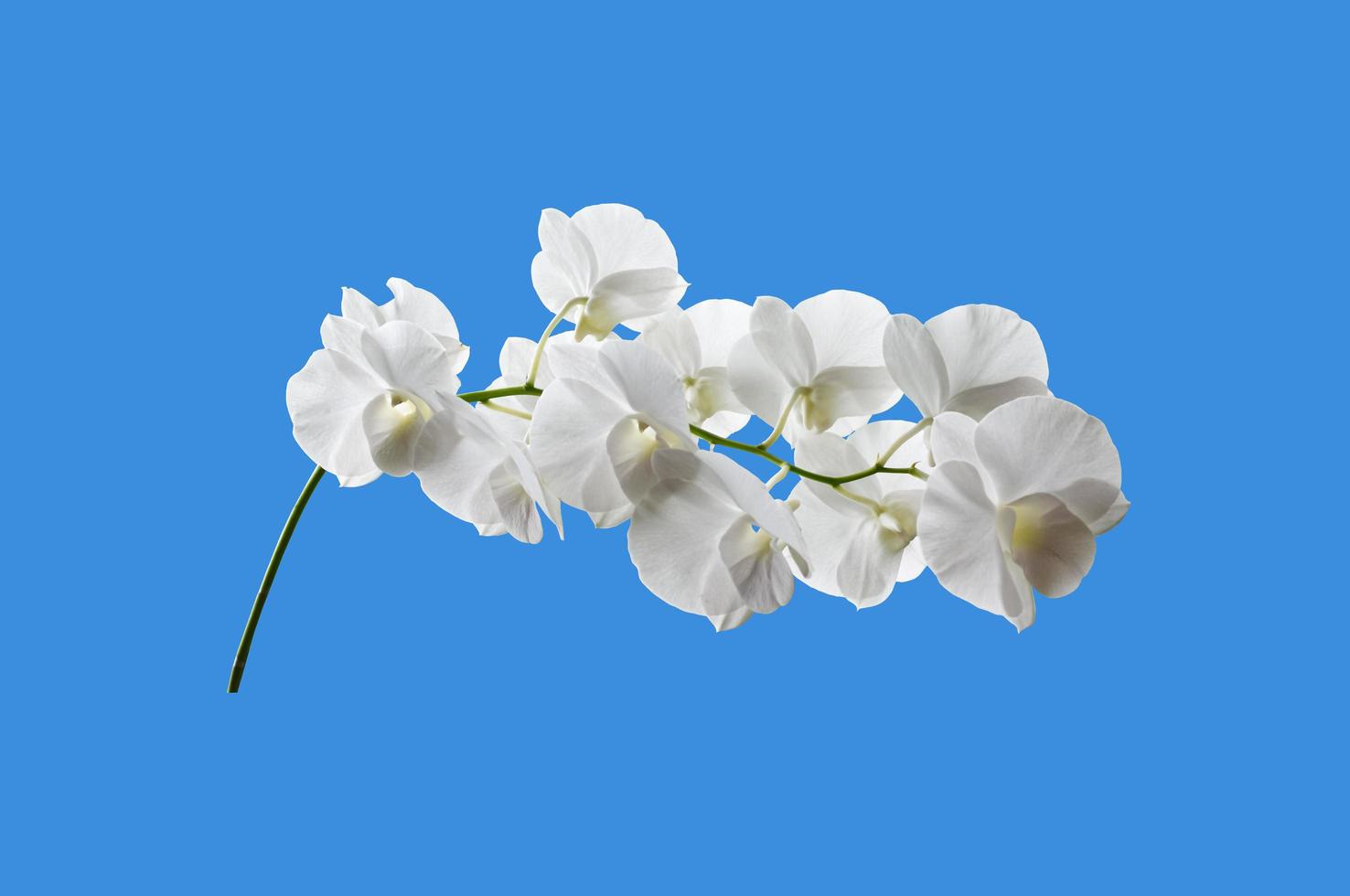 Isolated white phalaenosis orchid flower bouguet with clipping paths. photo